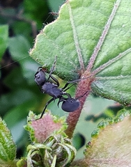 Polyrhachis lacteipennis