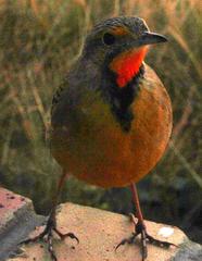 Macronyx capensis colletti