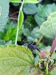 Polyrhachis lacteipennis