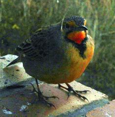 Macronyx capensis colletti