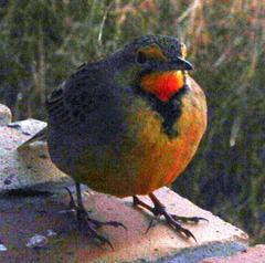 Macronyx capensis colletti