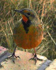 Macronyx capensis colletti