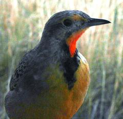 Macronyx capensis colletti