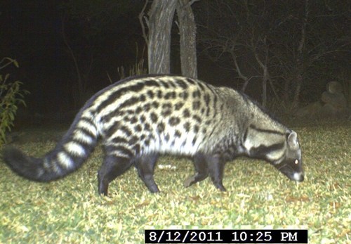 African Civet