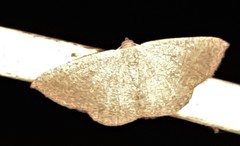 Cyclophora obstataria