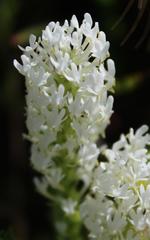 Dischisma ciliatum ciliatum