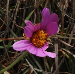 Dimorphotheca jucunda