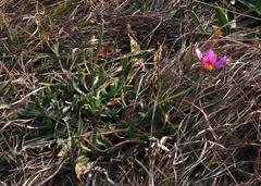 Dimorphotheca jucunda