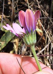 Dimorphotheca jucunda