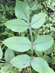 Rhus javanica