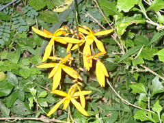 Crocosmia aurea aurea