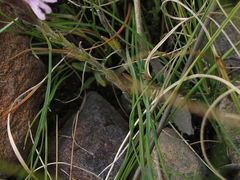 Striga bilabiata bilabiata