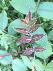 Rhus javanica