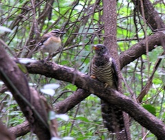 Cuculus solitarius