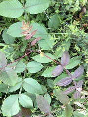 Rhus javanica
