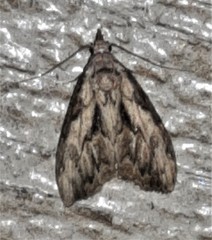 Nola pleurochorda