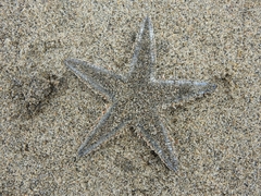 Astropecten indicus