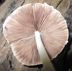 Agaricales