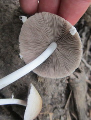 Agaricales