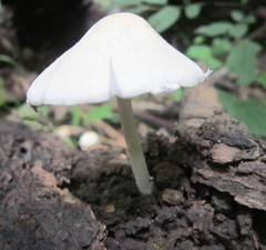 Agaricales