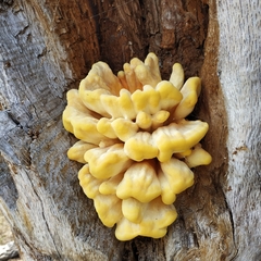 Laetiporus sulphureus