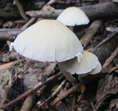 Agaricales