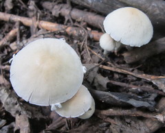 Agaricales