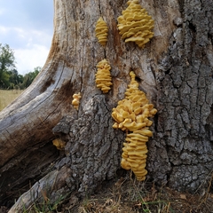 Laetiporus sulphureus