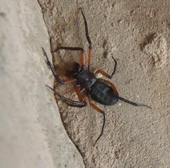 Platyoides walteri