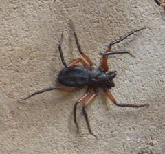 Platyoides walteri