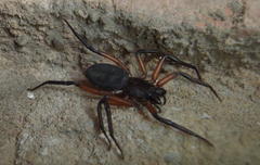 Platyoides walteri