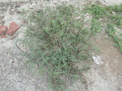Suaeda corniculata