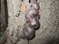 Daldinia concentrica