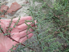Suaeda corniculata