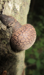 Daldinia concentrica