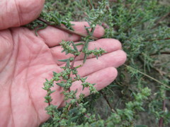 Suaeda corniculata