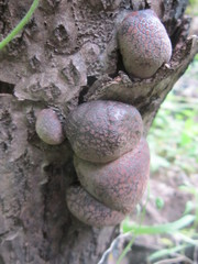 Daldinia concentrica