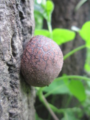 Daldinia concentrica