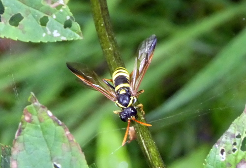 Figwort sawfly, Barneveld, Nederland, photo 7 of 10