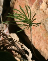 Eriospermum proliferum