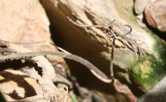 Eriospermum proliferum