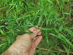 Desmodium tenuifolium