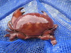 Atergatis integerrimus