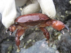 Atergatis integerrimus
