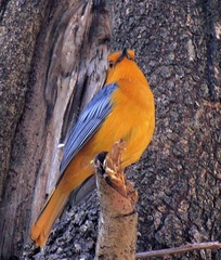 Cossypha natalensis intensa