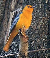 Cossypha natalensis intensa