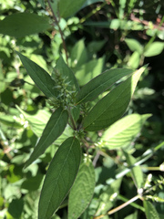 Achyranthes japonica
