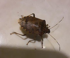 Halyomorpha picus