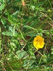 Potentilla crantzii