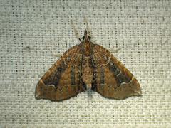 Eulithis flavibrunneata
